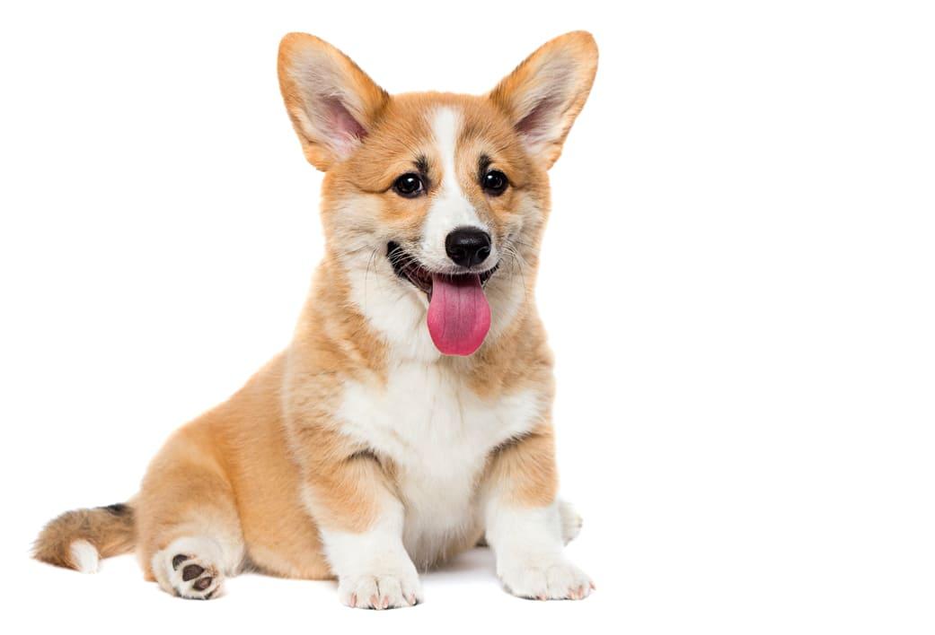 Nguồ gốc chó Corgi