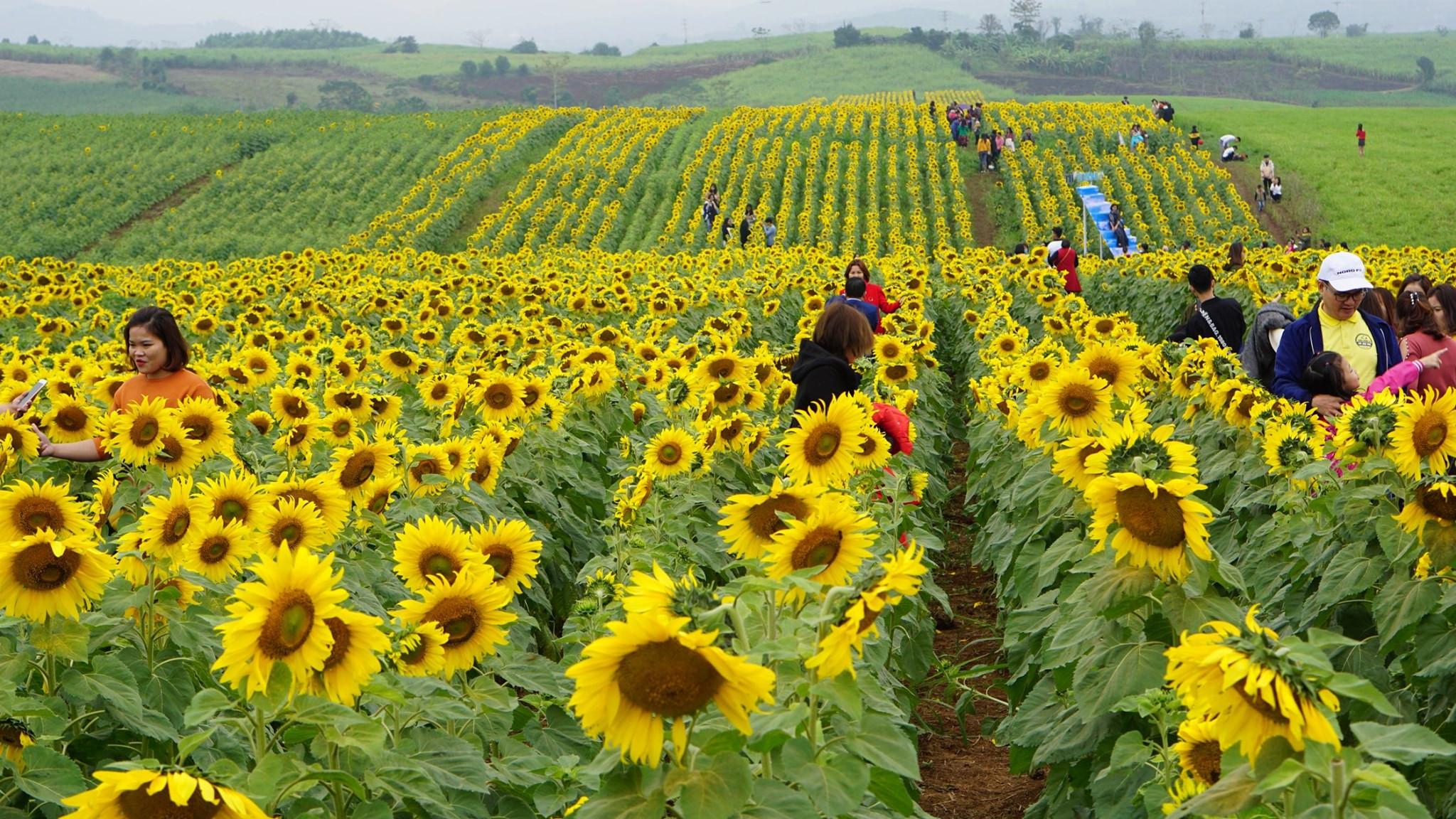 Cứ mỗi mùa hoa hướng dương du khách mọi nơi lại tập trung về đây chiêm ngưỡng, chụp ảnh lưu lại kỷ niệm đẹp. Ảnh Minh Thái