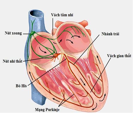 Hệ dẫn truyền tim