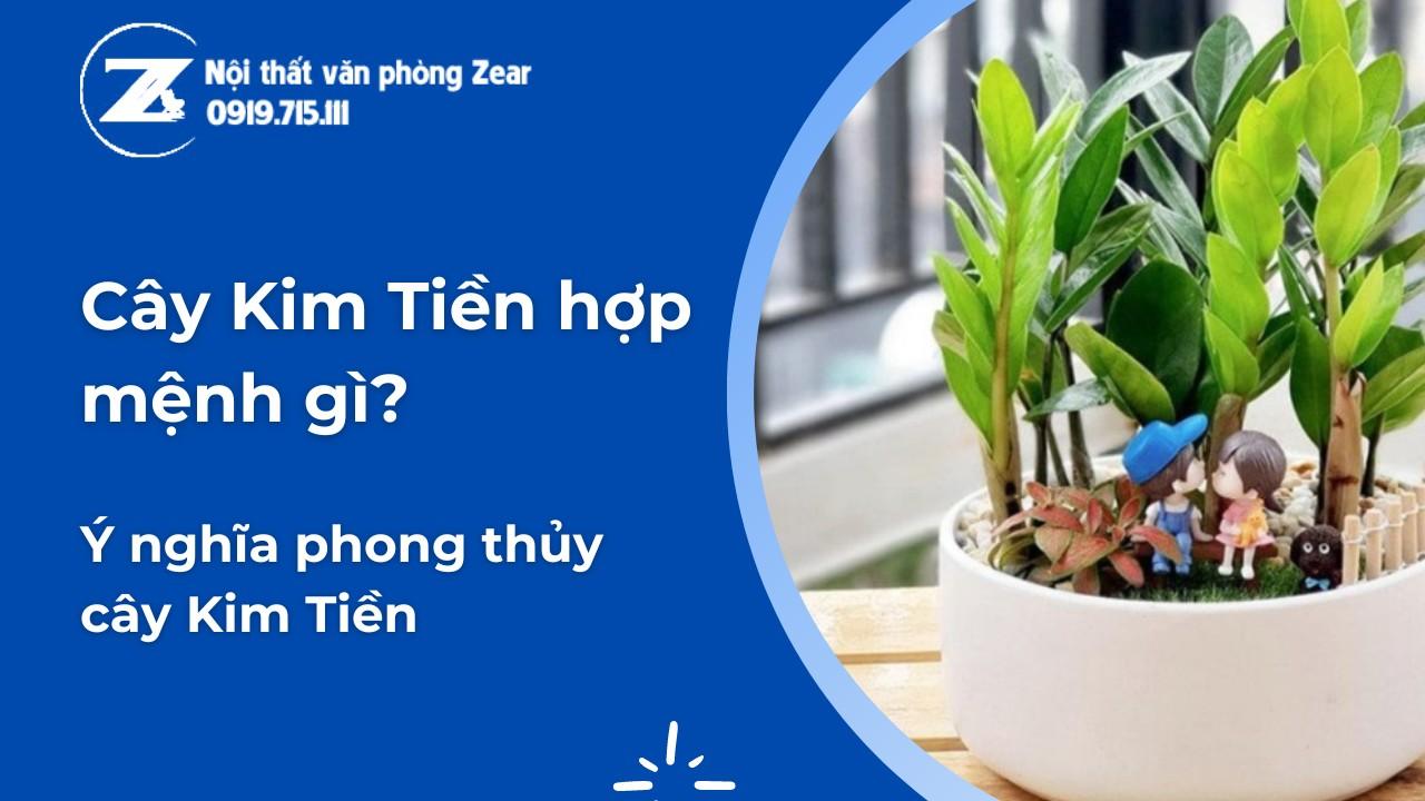 cây kim tiền hợp mệnh gì