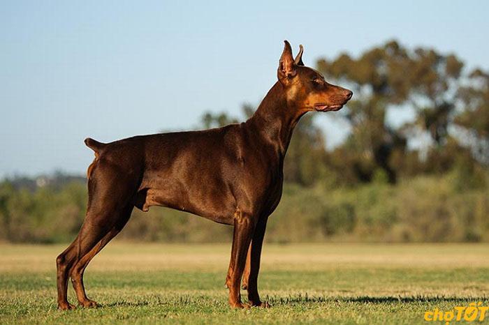 Nguồn gốc chó Doberman