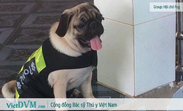 Chó pug ngày càng được nhiều người ưa chuộm tại Việt Nam, tại sao vậy?