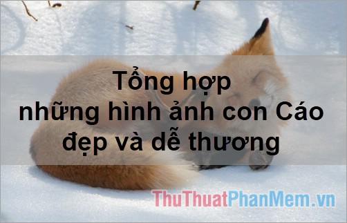 Tổng hợp những hình ảnh con Cáo đẹp và dễ thương nhất