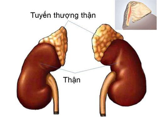 Khám nội tiết là khám những gì?