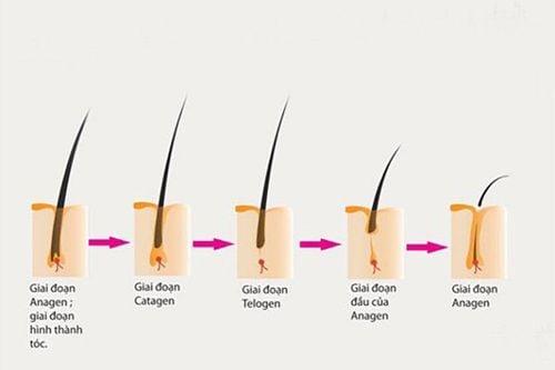 Quá trình mọc tóc diễn ra thế nào?