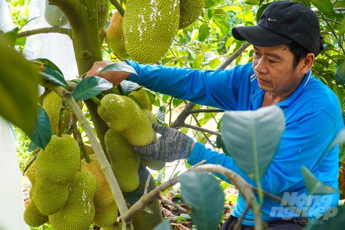 Lá mít sầu riêng khá mỏng, dài, tán lá to, trên các nhánh cây có lớp lông bao phủ. Ảnh: Kim Anh.