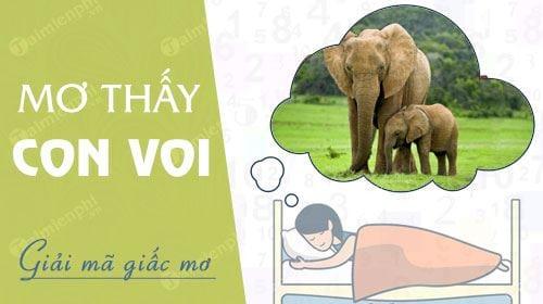 Mơ thấy con voi, voi rượt đuổi, voi vào nhà, cưỡi voi