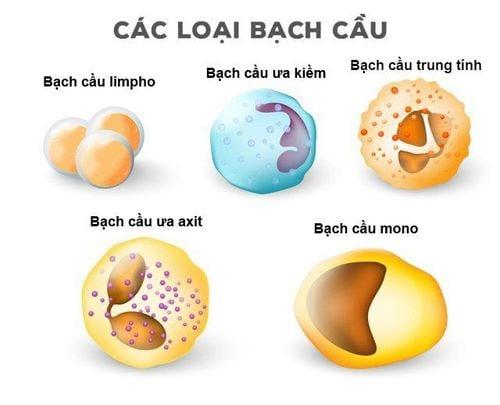 Số lượng bạch cầu trong cơ thể là bao nhiêu?