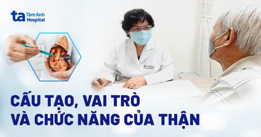 cấu tạo của thận