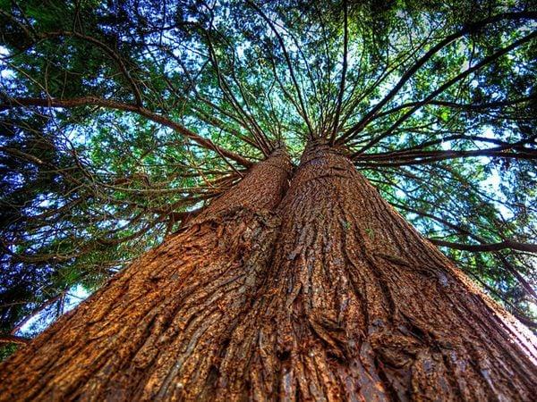 GỖ TUYẾT TÙNG (CEDAR WOOD) - NOTES HƯƠNG ĐẶC BIỆT