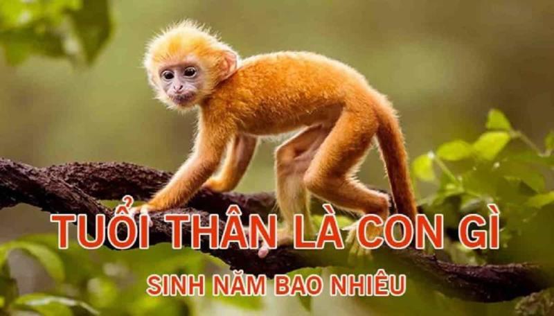 Tuổi Thân sinh năm bao nhiêu? Tính cách, sự nghiệp và tử vi từ A-Z