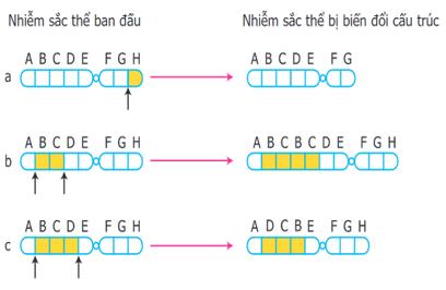 Lý thuyết Sinh học 9 Bài 22 (mới 2024 + Bài Tập): Đột biến cấu trúc nhiễm sắc thể