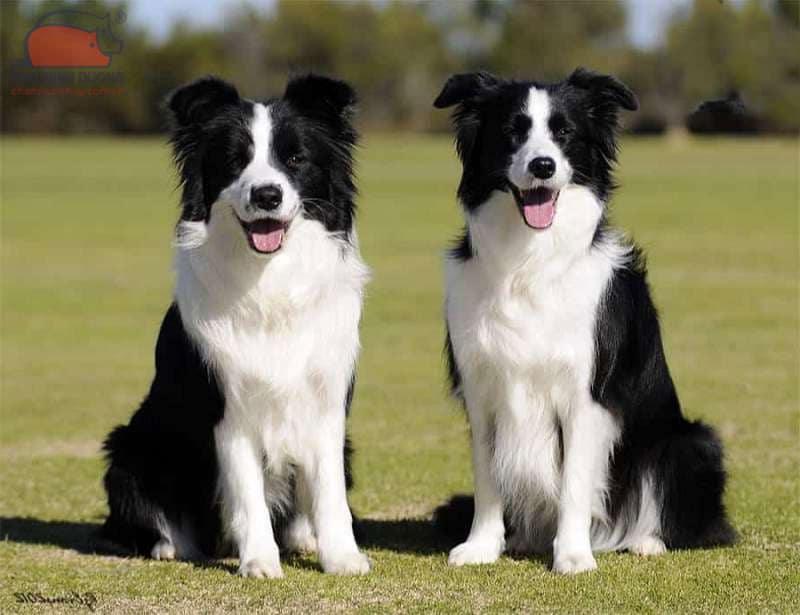 Chó chăn cừu Border Collie: Nguồn gốc, đặc điểm, cách nuôi, giá bán