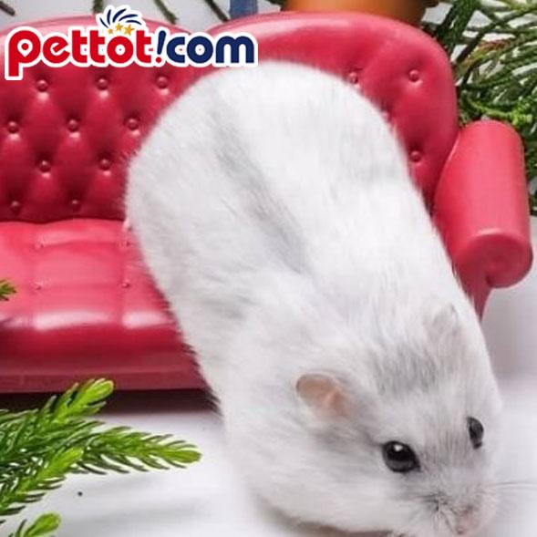 Chuột Hamster Winter White màu trắng bò sữa