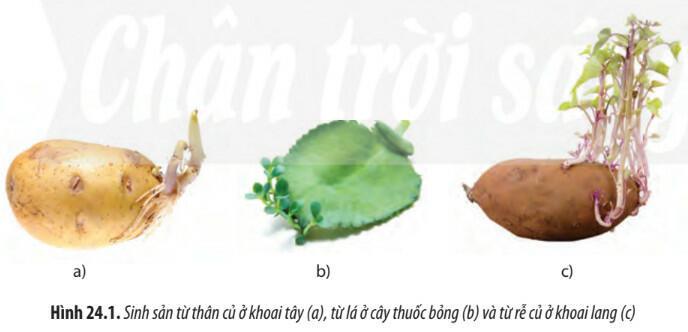 Lý thuyết Sinh học 11 Bài 24 (Chân trời sáng tạo): Sinh sản ở thực vật