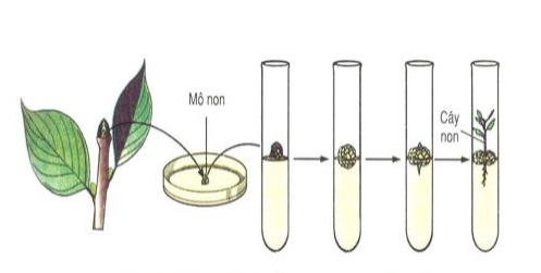 Nuôi cấy mô thực vật trogn ống nghiệm