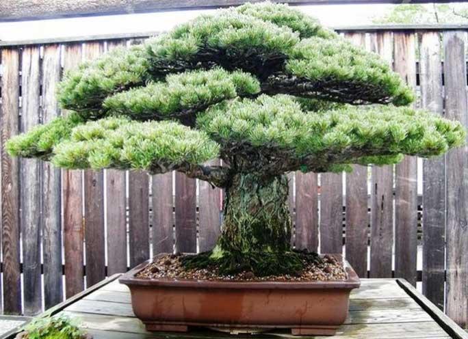 Các Thế Cây Cảnh Bonsai Đẹp Từ Cổ Điển Đến Hiện Đại