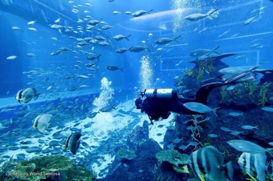 Kinh nghiệm đi SEA Aquarium Singapore