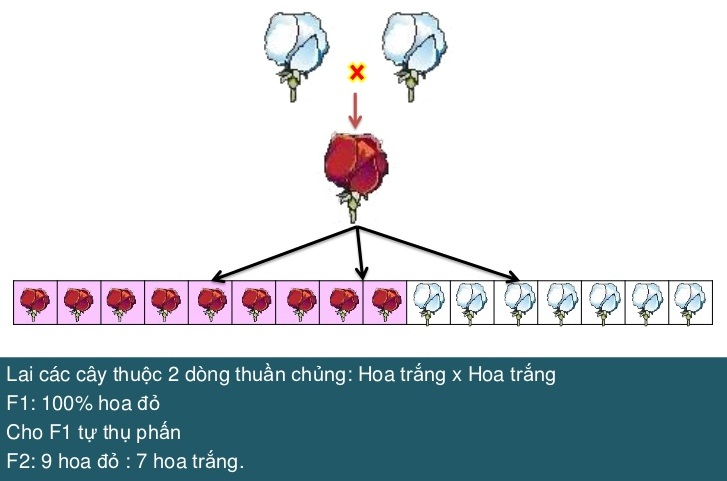 Tương tác gen và tác động đa hiệu của gen Sách giáo khoa Sinh học 12