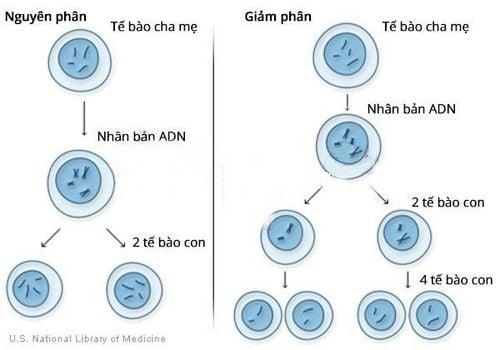 Quá trình phân chia tế bào